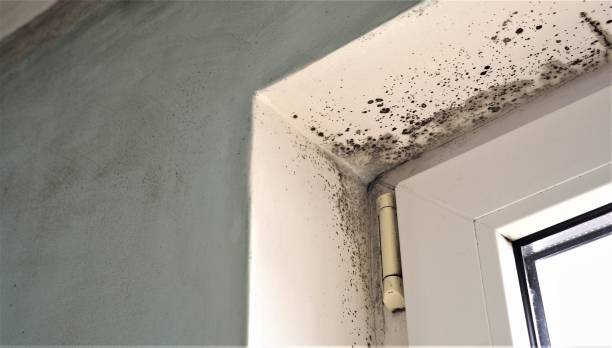 Best Basement Mold Removal  in Reedsville, WI