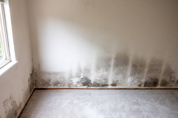 Asbestos and Lead Testing During Mold Inspection in Reedsville, WI